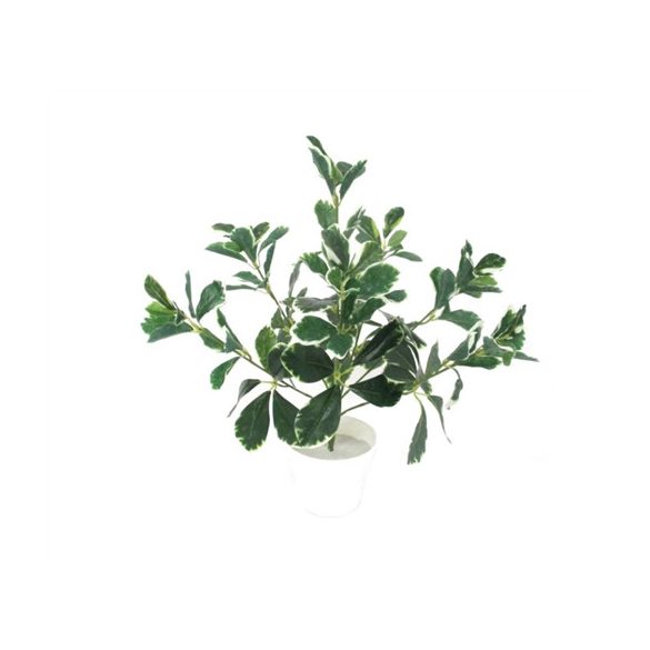 Babérleveles bokor 7 ágú 40cm