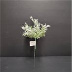 Havas tuja pick 20cm