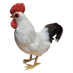 Kakas fehér tollal 35 cm