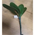 Orchidea levél + gyökér 18cm