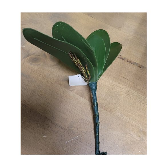 Orchidea levél + gyökér 18cm