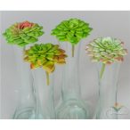 Kis kövirózsa pick 6,5cm - 4 Fajta