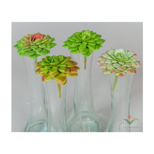 Kis kövirózsa pick 6,5cm - 4 Fajta