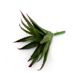 Agave pick 14cm