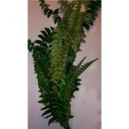 Páfrány futó 19Ivs