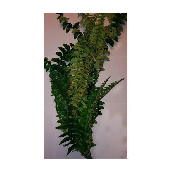 Páfrány futó 19Ivs