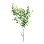 Eucalyptus bokor 30cm - Hamvas