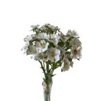 Törökszegfű kötegelt 5ág 33cm - 3 színben