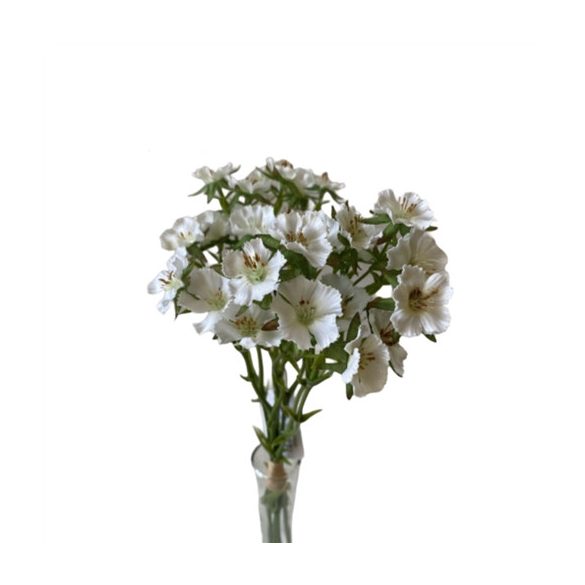 Törökszegfű kötegelt 5ág 33cm - 3 színben