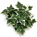 Borostyán bokor x12 26cm - Fehér-zöld tarka