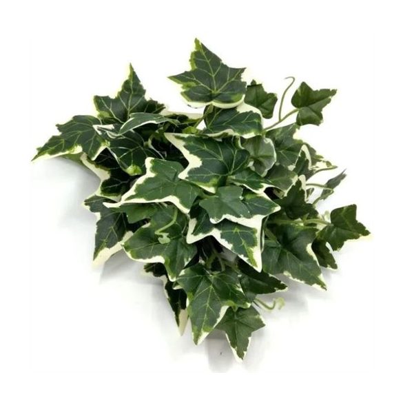 Borostyán bokor x12 26cm - Fehér-zöld tarka