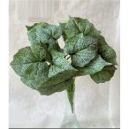 Hamvas begónia bokor 12 ág 28 cm