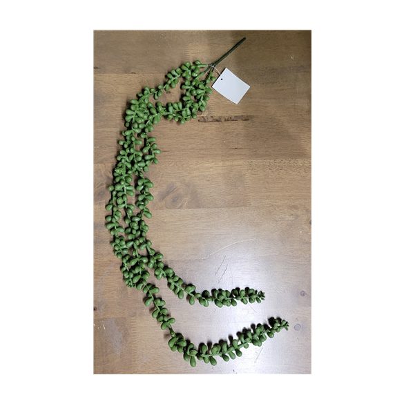 Békalencse ág 3 ág