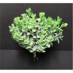 Hamvas eukaliptusz bokor x4