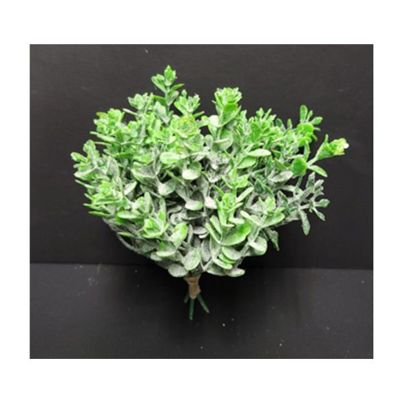 Hamvas eukaliptusz bokor x4