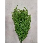 Műanyag kisleveles páfrány