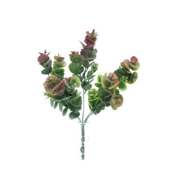 Eukaliptusz bokor 5 ágú 28cm