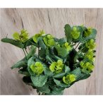 Menta bokor 4 ágú 50cm