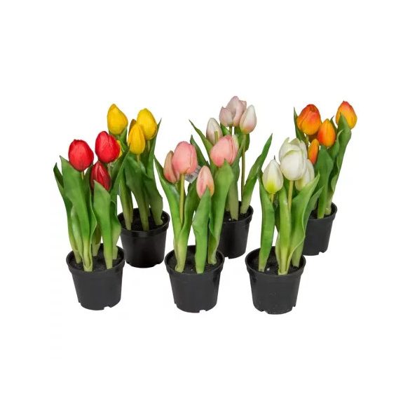 Tulipán gumi bimbós 25cm x5 - Több színben (műanyag cserépben)