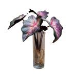 Begónia 35cm - Zöld/rózsaszín (gyökérrel)