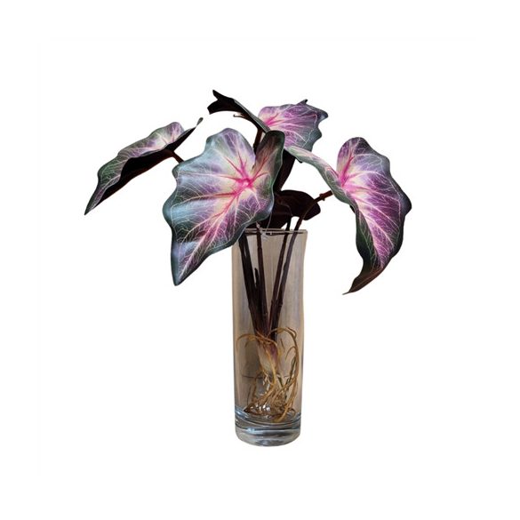 Begónia 35cm - Zöld/rózsaszín (gyökérrel)