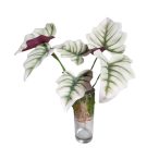 Begónia 35cm - Zöld/fehér (gyökérrel)