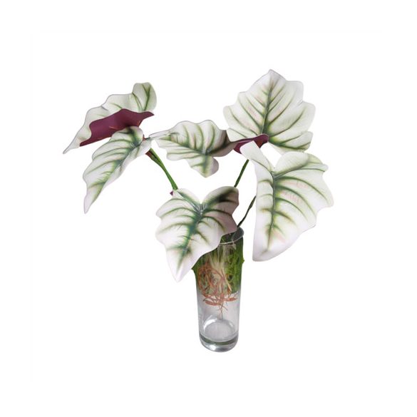 Begónia 35cm - Zöld/fehér (gyökérrel)