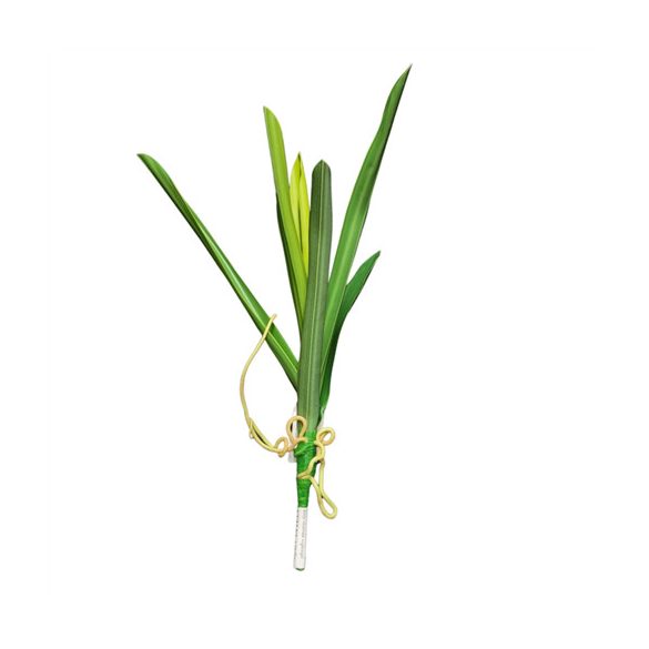 Orchidea Cymbidium levél x6 38cm