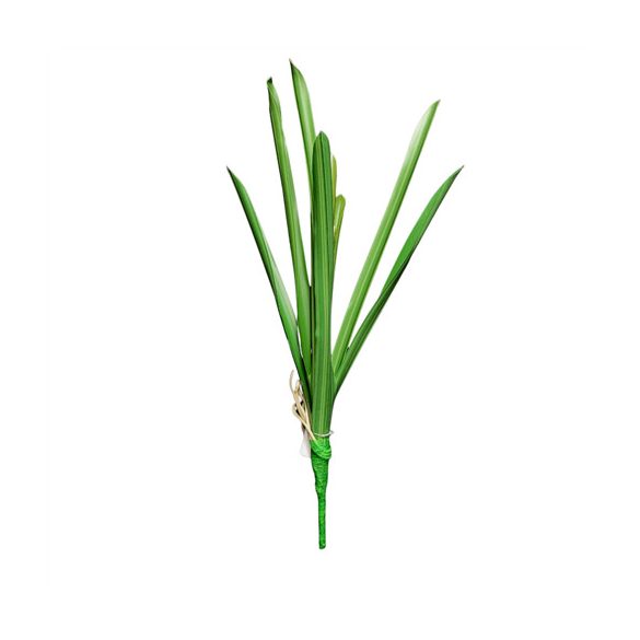 Orchidea Cymbidium levél x9 55cm