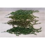 Eukalyptus futó 78 cm - 4 féle