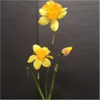 Szép nárcisz 2 fej+1 bimbó 60cm - Sárga