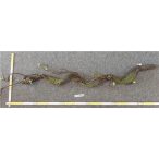 Mohás fatörzs 105cm