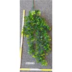 Eukaliptusz futó 80 cm