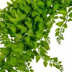 Háromszög levelű futó 5 ág 80 cm