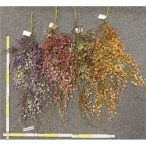 Kerek levelű futó 82cm - 4 színben