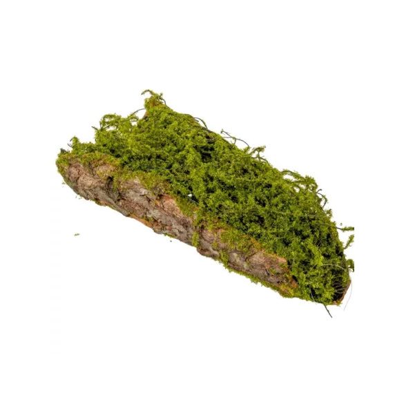 Mohás fa kéreg 30cm