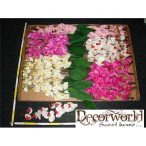 Phalaenopsis Orchidea gyökeres x4