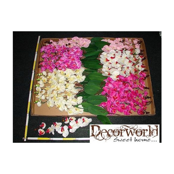 Phalaenopsis Orchidea gyökeres x4