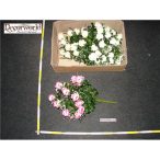 Bimbos rózsacsokór 24 szálas