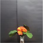 Kis primula csokor 20cm - Narancssárga