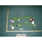 Szép lyziantus szál