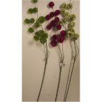 Labdavirágzatú ág