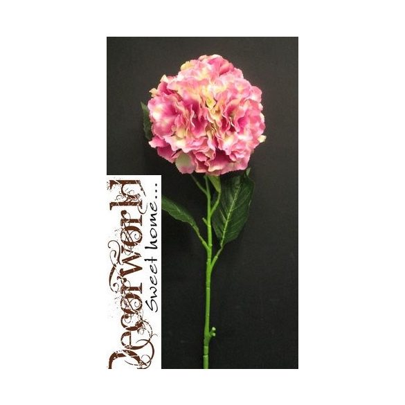 Hortenzia szép szál 1 fej