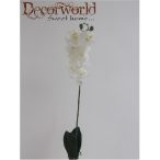 Phalaenopsis Orchidea 10 fej, gyökérrel