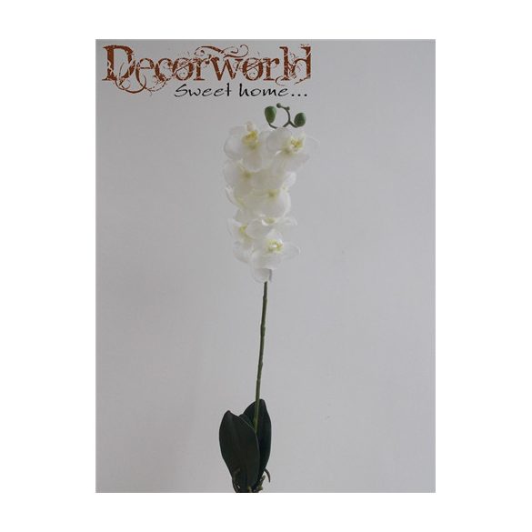 Phalaenopsis Orchidea 10 fej, gyökérrel