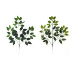 Fikuszág 60 cm - 2 színben /db