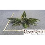 Hull. elefántfül leveles bokor