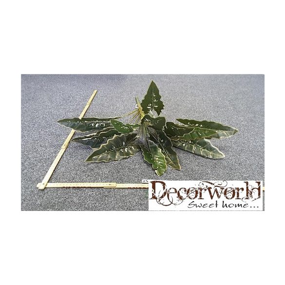 Hull. elefántfül leveles bokor