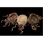 Peónia pick 25cm - 3 színben