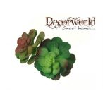 Műnövény Echeveria pozsgás 18cm több szín